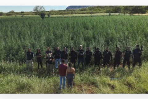 Polícia Civil erradica cultivo de 300 mil pés de maconha em cidade da Chapada Diamantina