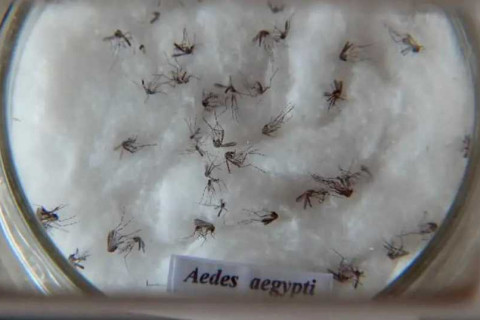 Brasil registra mais de 180 mil casos de dengue e 38 mortes em janeiro de 2025